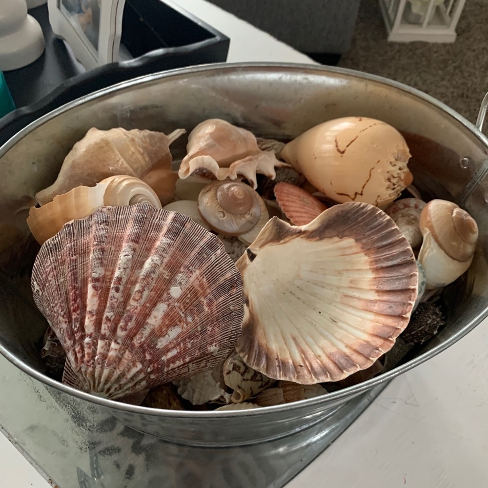 Real Seashells